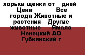 хорьки щенки от 35дней › Цена ­ 4 000 - Все города Животные и растения » Другие животные   . Ямало-Ненецкий АО,Губкинский г.